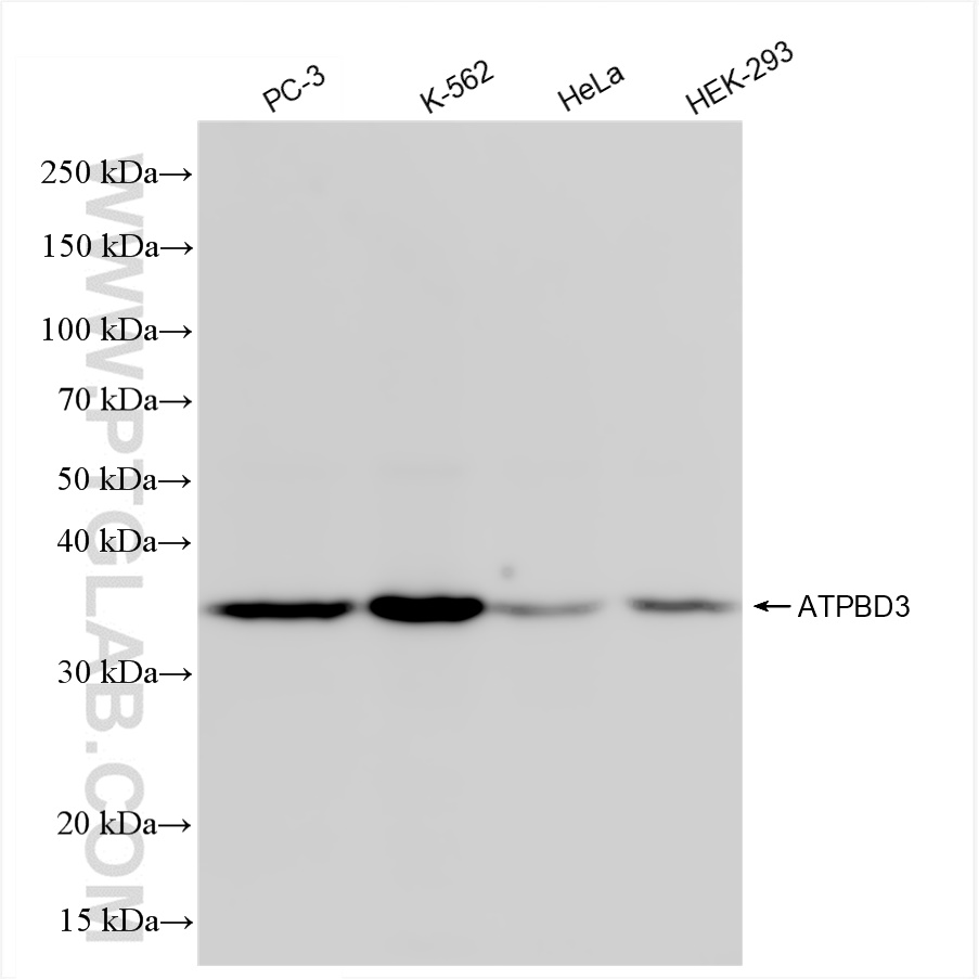 WB analysis using 84318-4-RR (same clone as 84318-4-PBS)