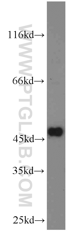 WB analysis of NIH/3T3 using 23993-1-AP