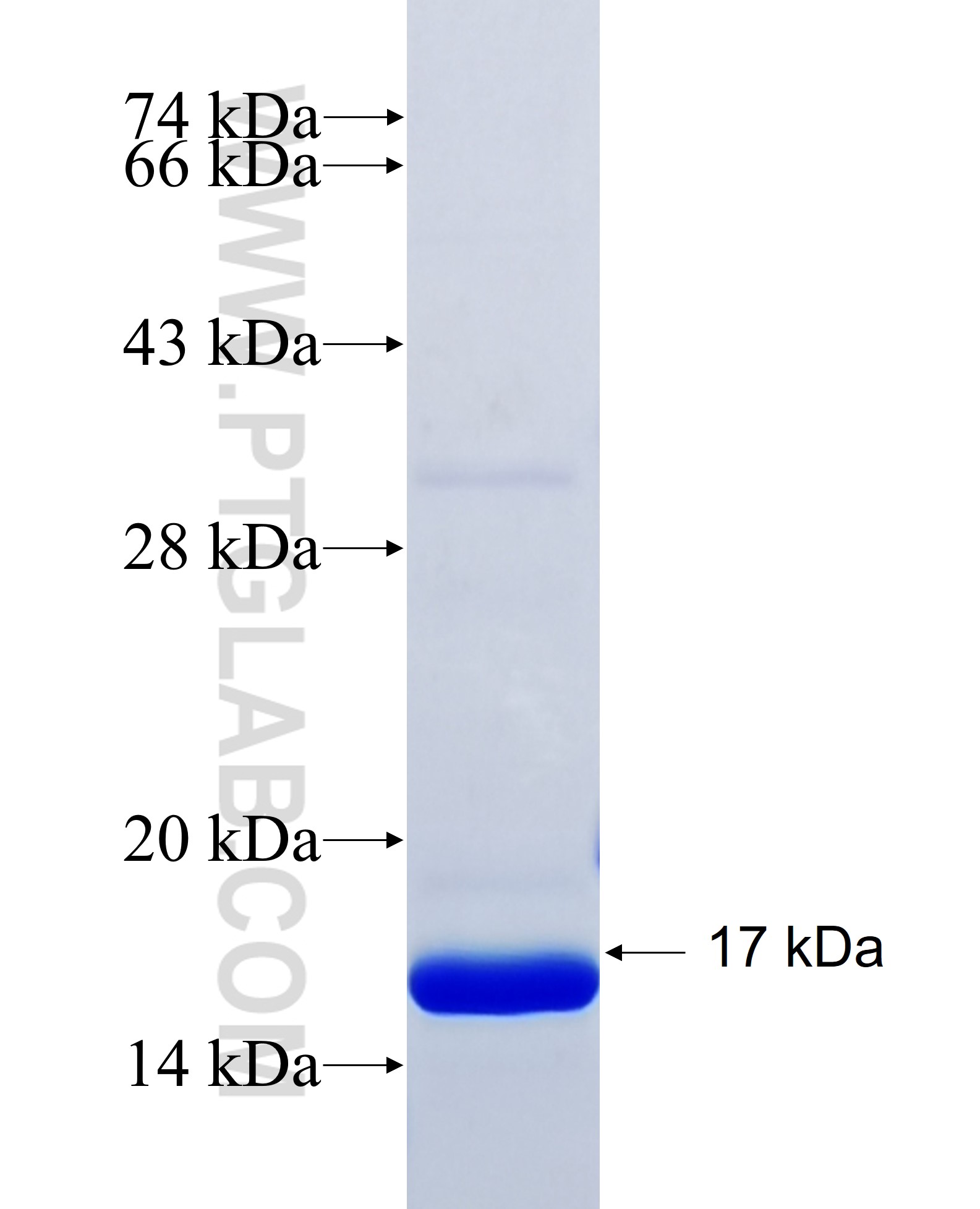 ATPIF1 fusion protein Ag33046 SDS-PAGE ATPIF1 fusion protein Ag33046 SDS-PAGE