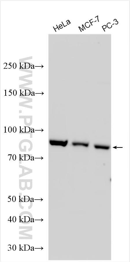 WB analysis using 11327-1-AP