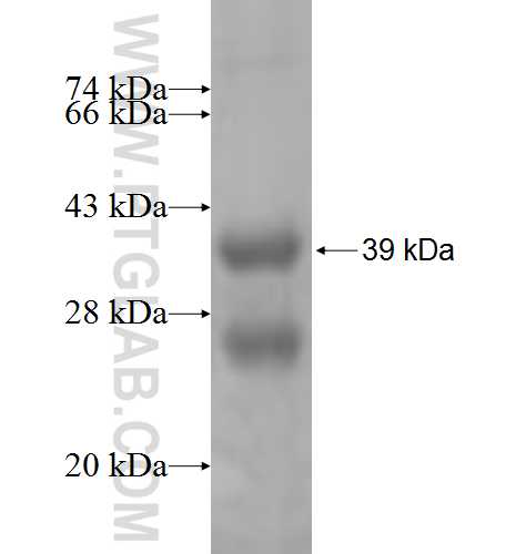 ATRIP fusion protein Ag7695 SDS-PAGE