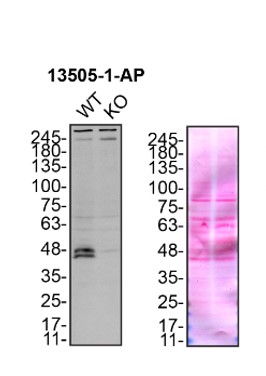 WB analysis of HEK-293 using 13505-1-AP