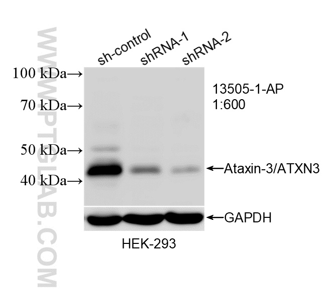 WB analysis of HEK-293 using 13505-1-AP
