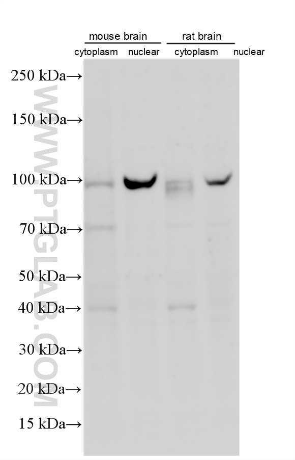 WB analysis using 27265-1-AP