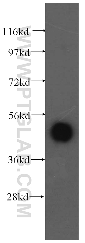 ATXN10 Polyclonal antibody