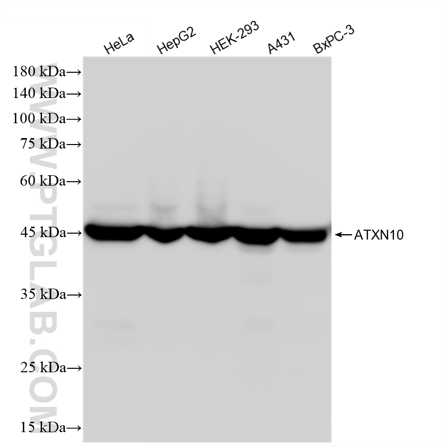 WB analysis using 88414-1-RR (same clone as 88414-1-PBS)