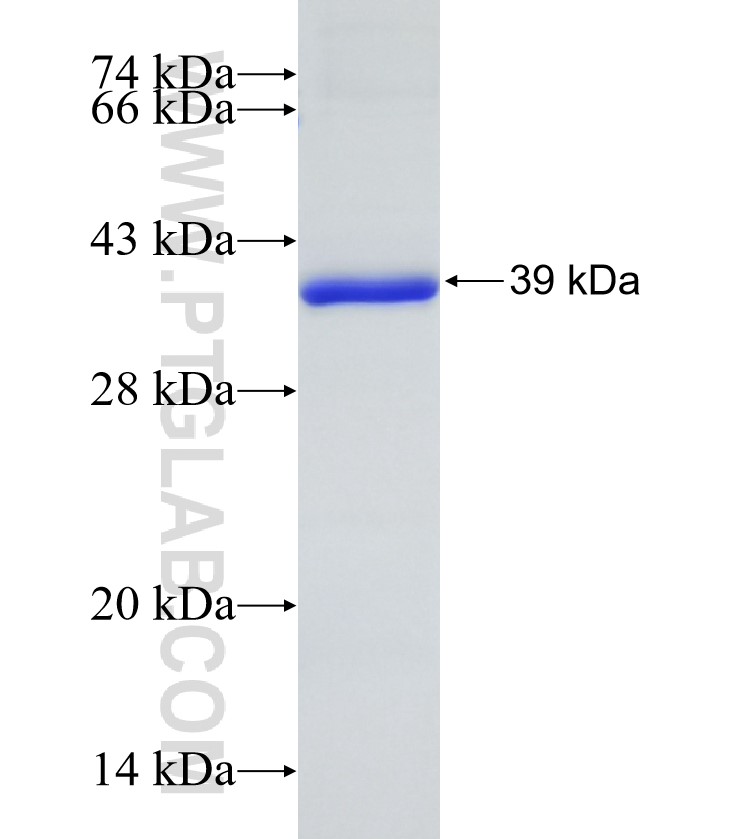ATXN10 fusion protein Ag8254 SDS-PAGE