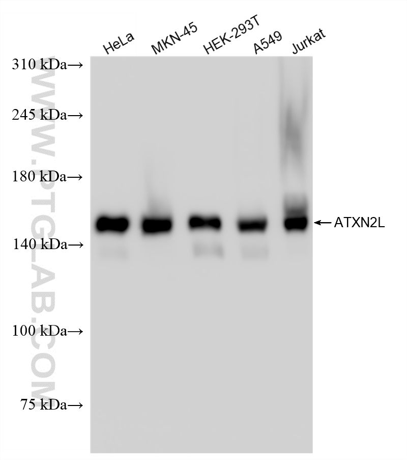 WB analysis using 86613-3-RR