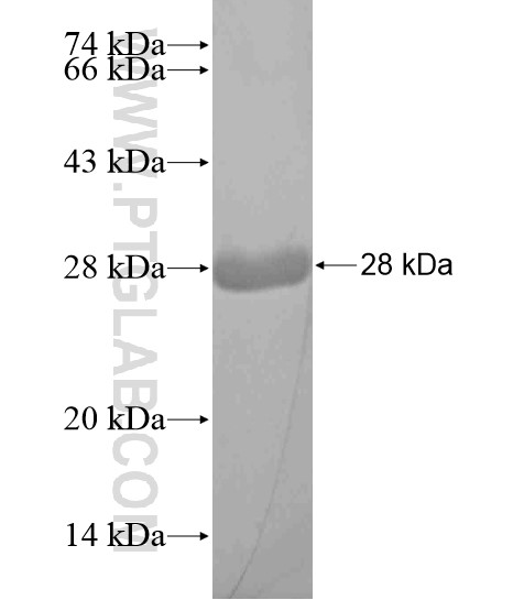 ATXN3L fusion protein Ag19611 SDS-PAGE