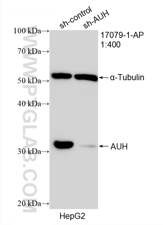 WB analysis of HepG2 using 17079-1-AP WB analysis of HepG2 using 17079-1-AP
