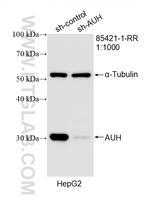 WB analysis of HepG2 using 85421-1-RR WB analysis of HepG2 using 85421-1-RR