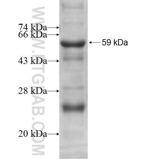 AUH fusion protein Ag9771 SDS-PAGE AUH fusion protein Ag9771 SDS-PAGE