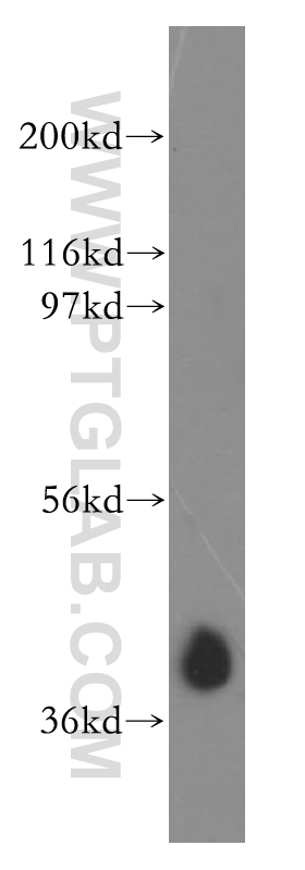 WB analysis of K-562 using 13726-1-AP