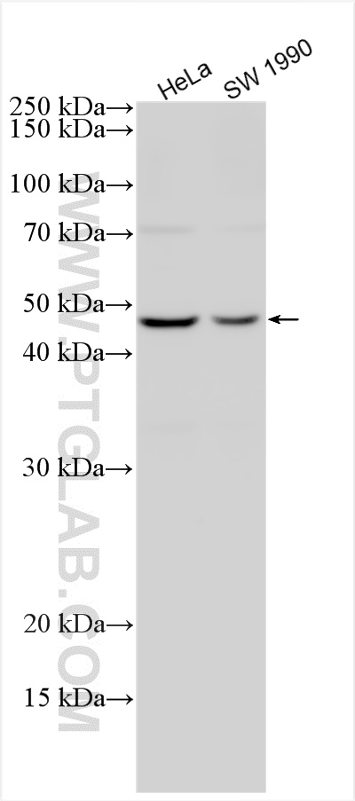 WB analysis using 28371-1-AP