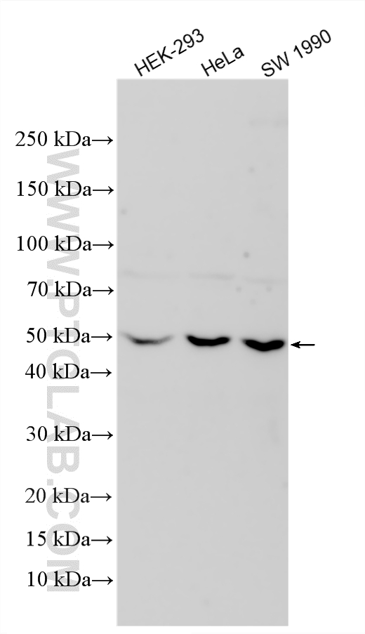 WB analysis using 28371-1-AP