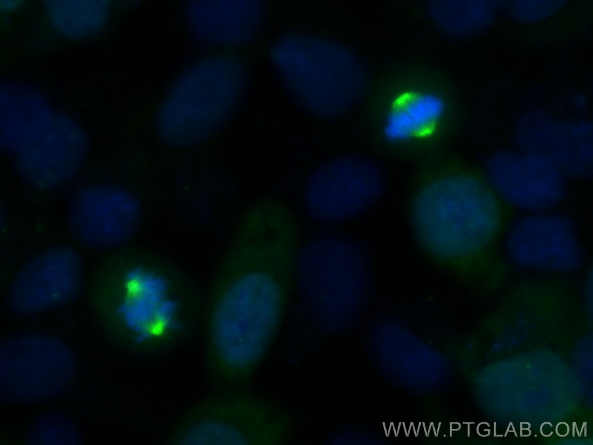 IF Staining of HeLa using 82906-1-RR