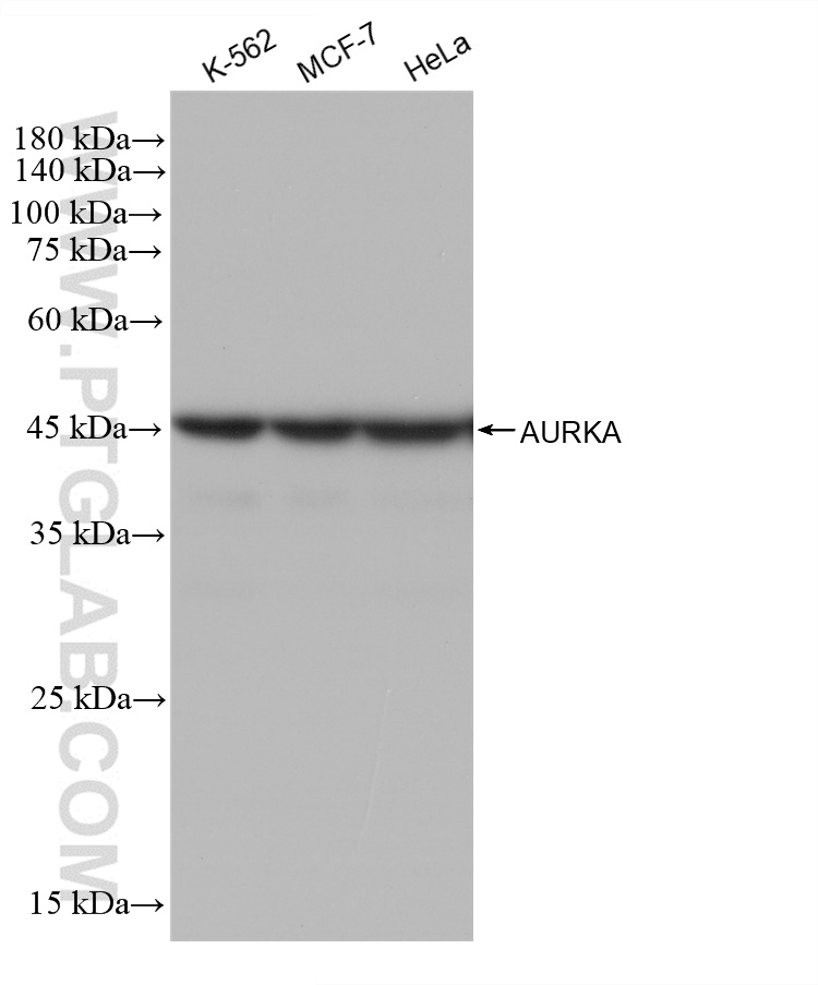 WB analysis using 82906-1-RR