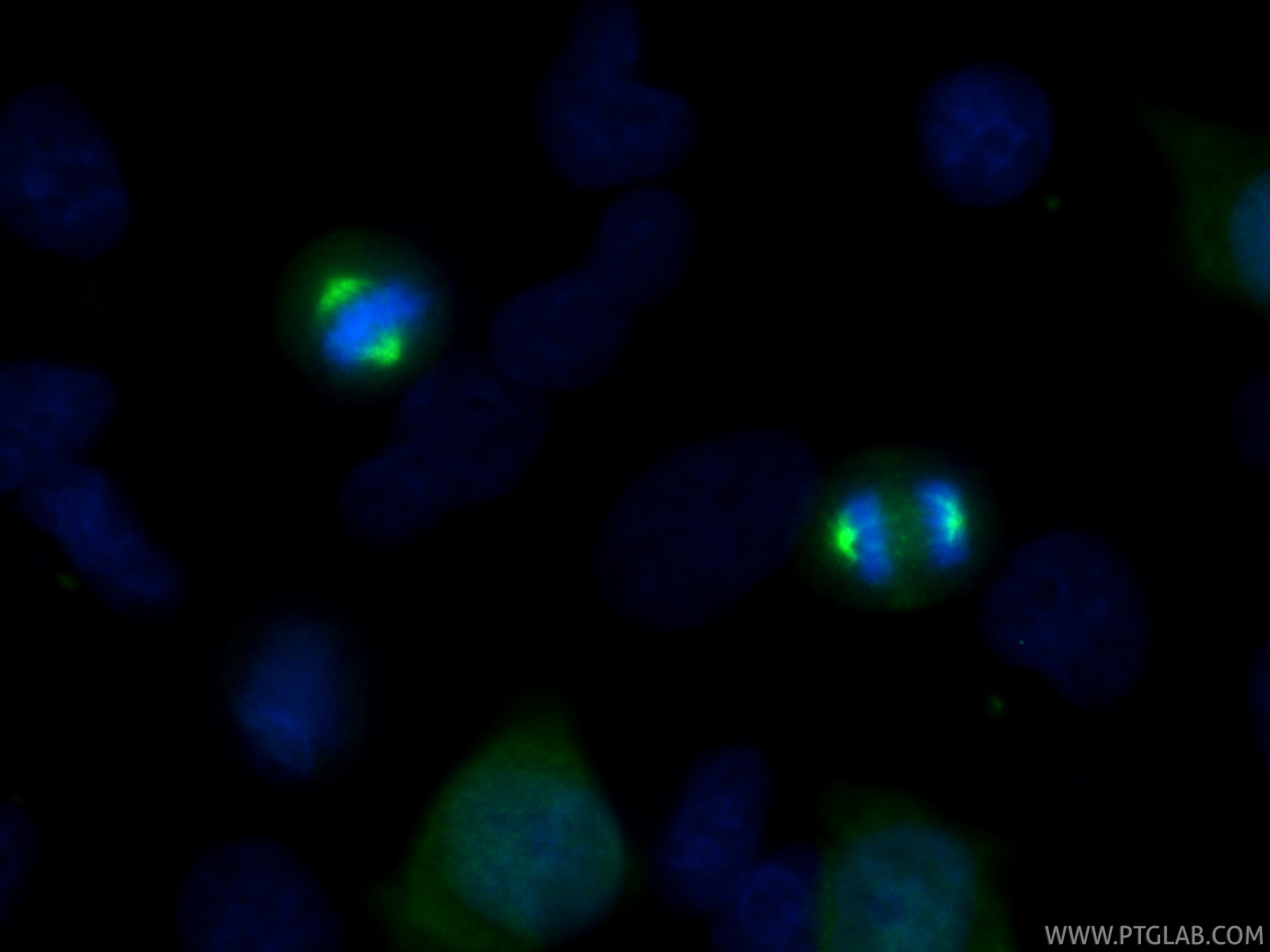 IF Staining of HeLa using 82906-2-RR