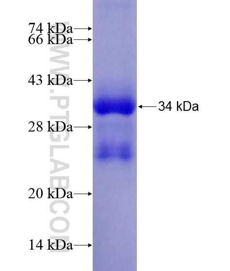 AURKA fusion protein Ag20096 SDS-PAGE