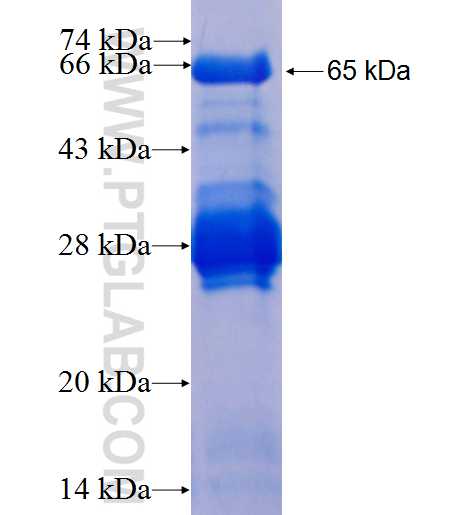 AVEN fusion protein Ag23020 SDS-PAGE
