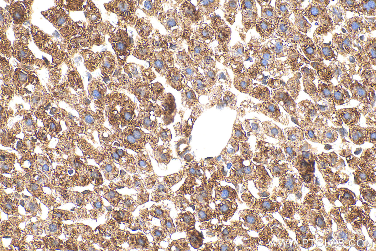 IHC staining of mouse liver using 24704-1-AP
