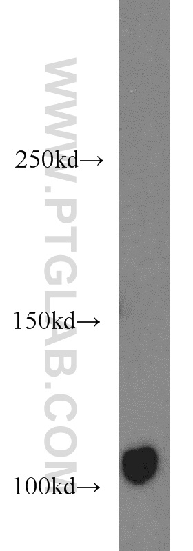 WB analysis of HT-1080 using 16541-1-AP