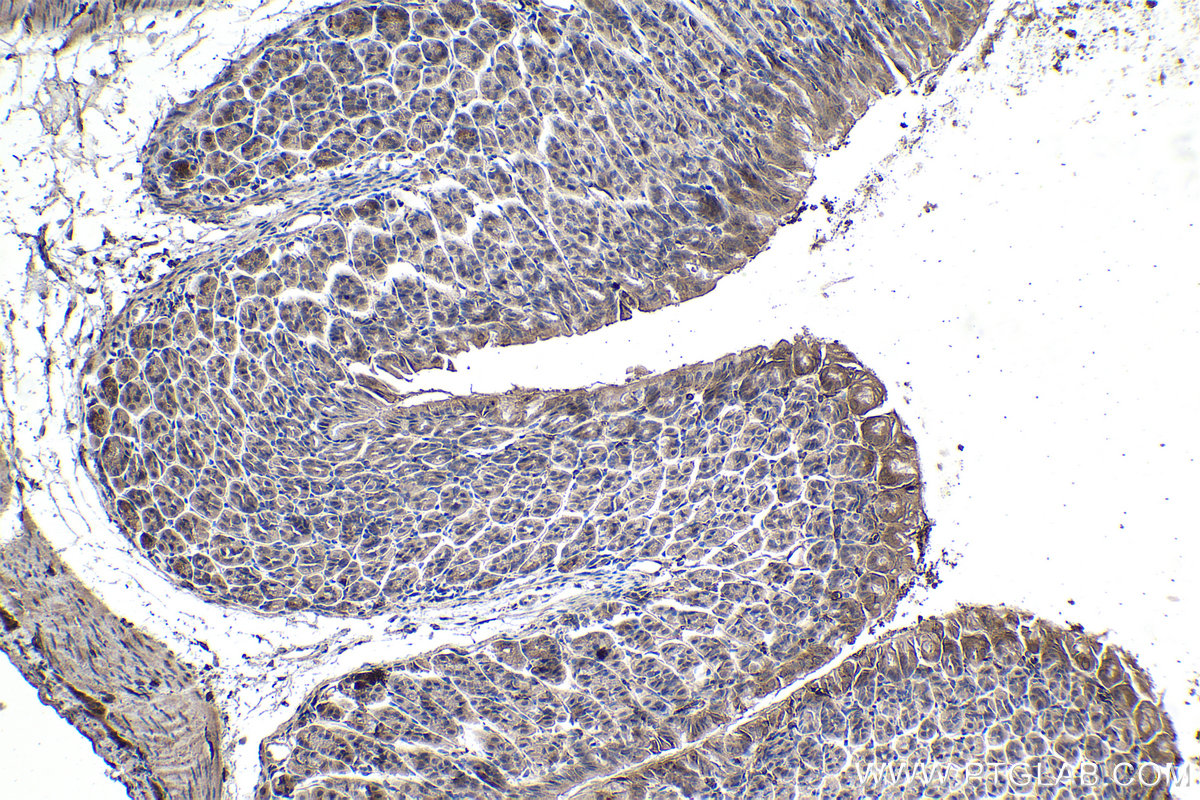 IHC staining of mouse stomach using 68093-1-Ig (same clone as 68093-1-PBS)