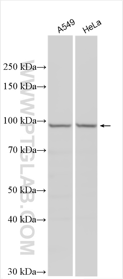 WB analysis using 20540-1-AP