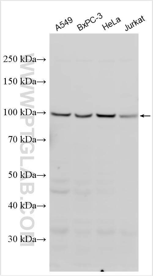 WB analysis using 20540-1-AP