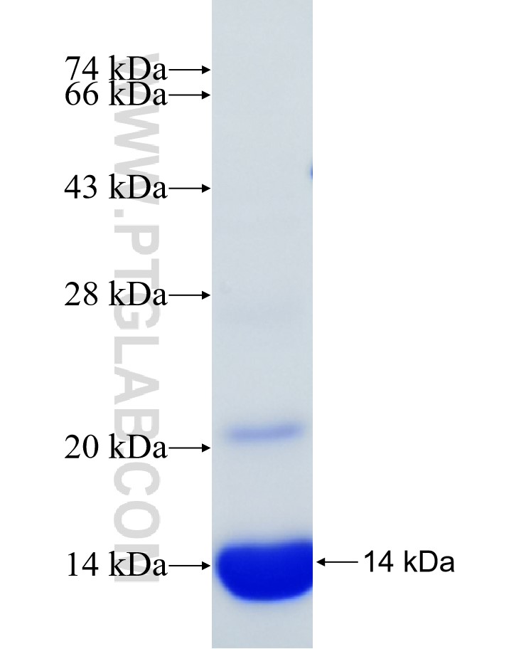 AXIN2 fusion protein Ag29291 SDS-PAGE