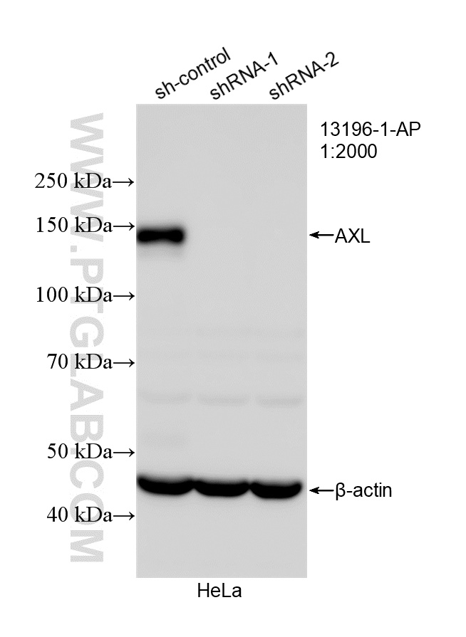 WB result of AXL antibody (13196-1-AP; 1:2000; incubated at room temperature for 1.5 hours) with sh-Control and sh-AXL transfected HeLa cells. WB analysis of HeLa using 13196-1-AP