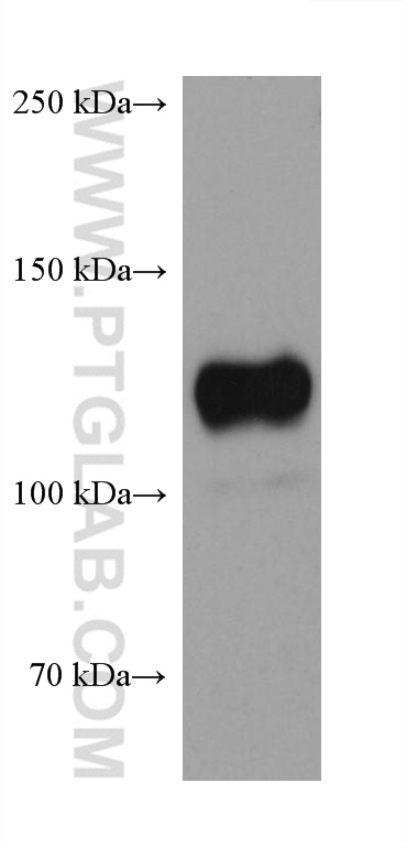 WB analysis of NIH/3T3 using 68108-1-Ig WB analysis of NIH/3T3 using 68108-1-Ig