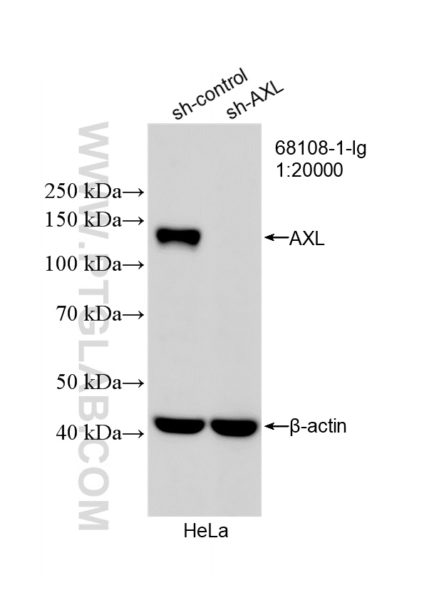 WB result of AXL antibody (68108-1-Ig; 1:20000; incubated at room temperature for 1.5 hours) with sh-Control and sh-AXL transfected HeLa cells. WB analysis of HeLa using 68108-1-Ig