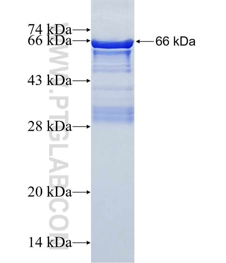 AXL fusion protein Ag3898 SDS-PAGE