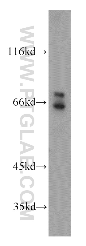 WB analysis of HEK-293 using 18162-1-AP