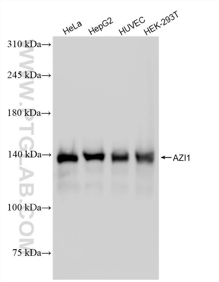 Various lysates were subjected to SDS PAGE followed by western blot with 86809-3-RR (AZI1 antibody) at dilution of 1:5000 incubated at room temperature for 1.5 hours. WB analysis using 86809-3-RR