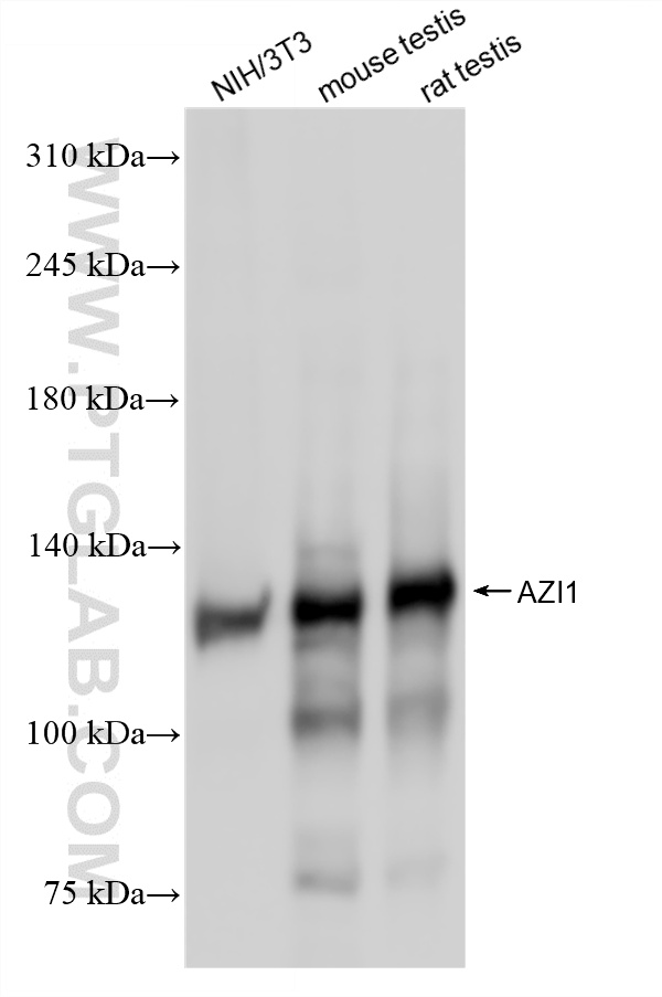 Various lysates were subjected to SDS PAGE followed by western blot with 86809-3-RR (AZI1 antibody) at dilution of 1:5000 incubated at room temperature for 1.5 hours. WB analysis using 86809-3-RR