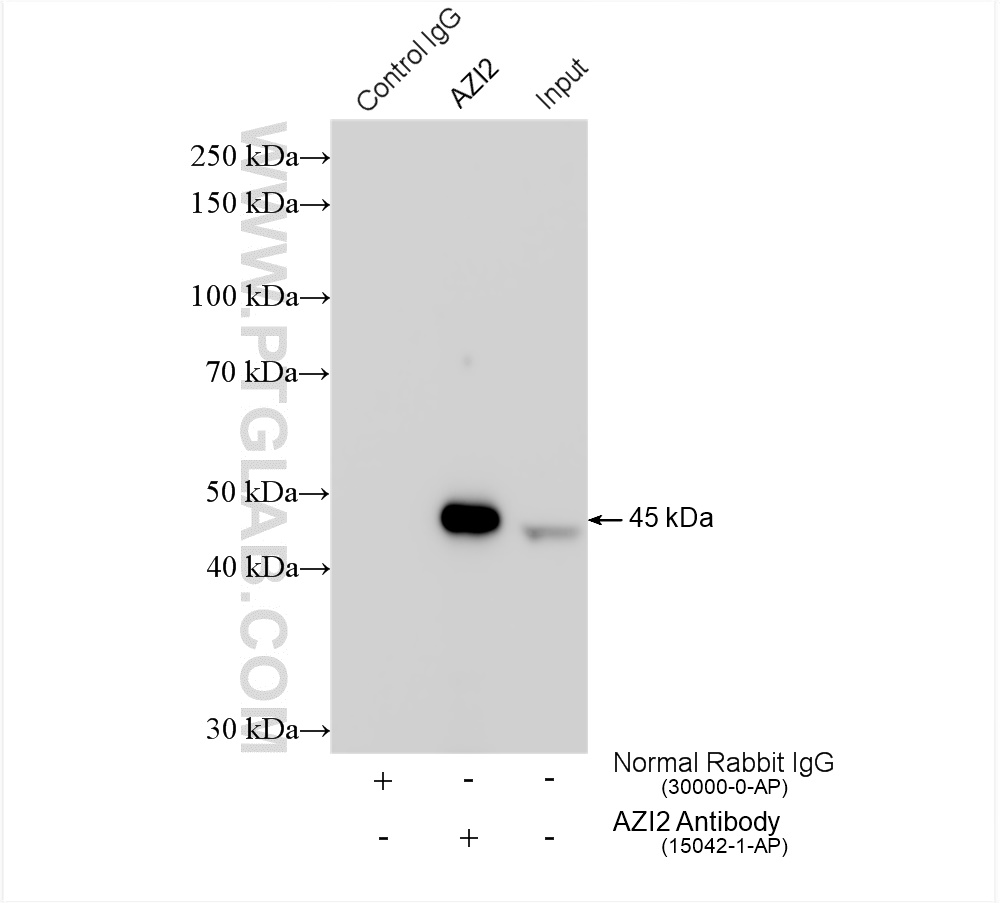 IP experiment of HEK-293 using 15042-1-AP