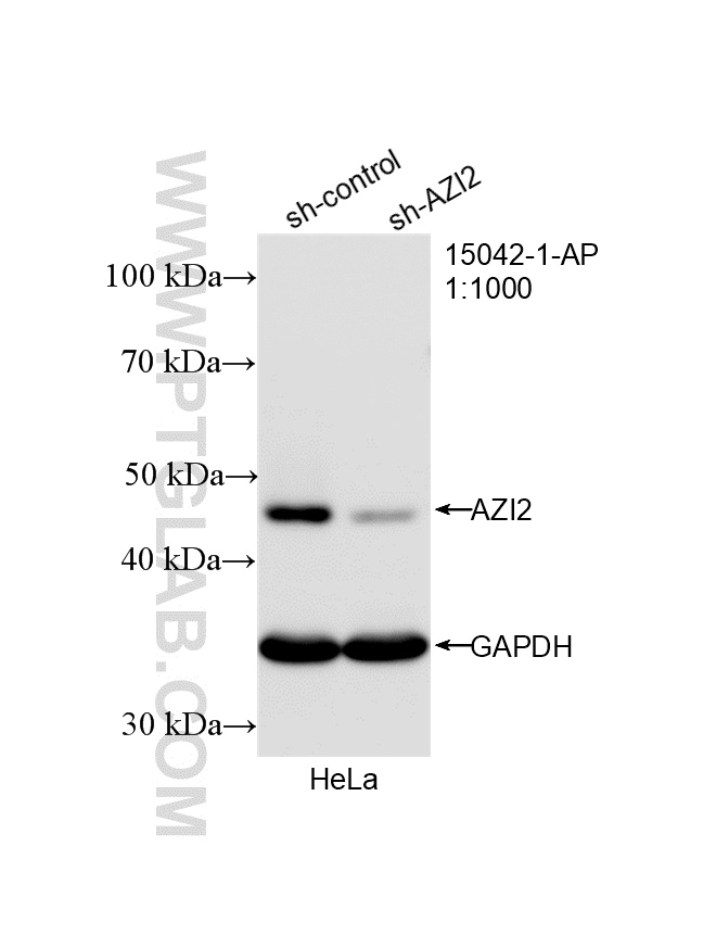 WB result of AZI2/NAP1 antibody (15042-1-AP; 1:1000; incubated at room temperature for 1.5 hours) with sh-Control and sh-AZI2/NAP1 transfected HeLa cells. WB analysis of HeLa using 15042-1-AP