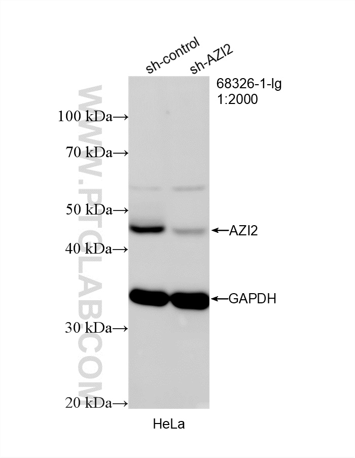WB analysis of HeLa using 68326-1-Ig (same clone as 68326-1-PBS)