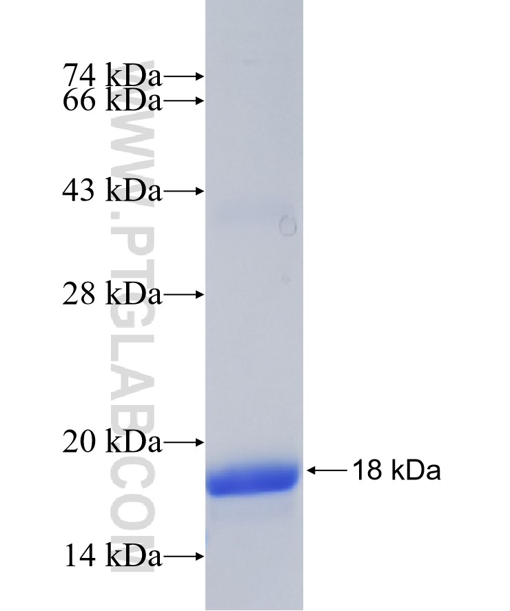 AZIN1 fusion protein Ag30471 SDS-PAGE