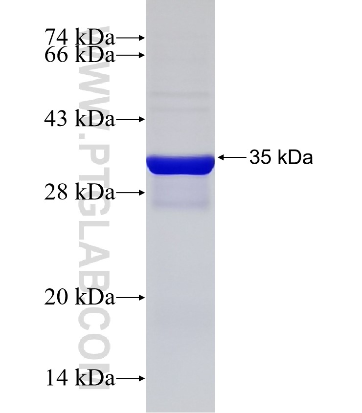 AZIN1 fusion protein Ag33058 SDS-PAGE