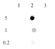 Dot blot of AbFlex 5-methylcytosine antibody (rAb). DNA standards from Cat# 55008 (5, 1 and 0.2 ng as indicated) were spotted onto positively charged nylon membrane and blotted with AbFlex 5-methylcytosine recombinant antibody at a 1 ug/mL. Lane 1: Unmethylated DNA. Lane 2: DNA containing 5-methylcytosine. Lane 3: DNA containing 5-hydroxymethylcytosine.