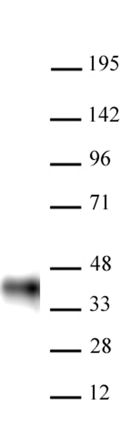Western blot of AbFlex BMI-1 antibody (rAb). 20 ug of K562 cell nuclear extract was run on SDS-PAGE and probed with AbFlex BMI-1 antibody.