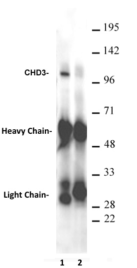 AbFlex CHD3 antibody (rAb) tested antibody tested by immunoprecipitation. Drosophila Schneider cell nuclear extract was immunoprecipitated using 4 ug of AbFlex CHD3 antibody (Lane 1) or an unrelated AbFlex antibody (Lane 2). Protein from IP was probed by Western blot using AbFlex CHD3 antibody (2 ug/ml).