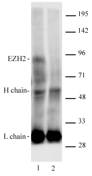 AbFlex EZH2 antibody (rAb) tested by Immunoprecipitation. HeLa cell nuclear extract* was immunoprecipitated with 4 ug of AbFlex EZH2 antibody (lane 1) or control IgG2a (lane 2). Immunoprecipitates were run on SDS-PAGE and analyzed by Western blot using EZH2 polyclonal antibody (Cat. No. 39999) at 2 ug/ml, followed by incubation with Anti-Rabbit light chain secondary antibody.