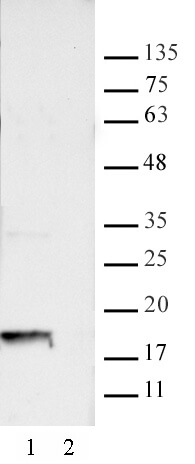 AbFlex AbFlex Histone H2A.XS139ph antibody (rAb) tested by Western blot. 15 ug of HeLa cell nuclear extract was run on SDS-PAGE and probed with AbFlex Histone H2A.XS139ph antibody at 0.5 ug/ml.