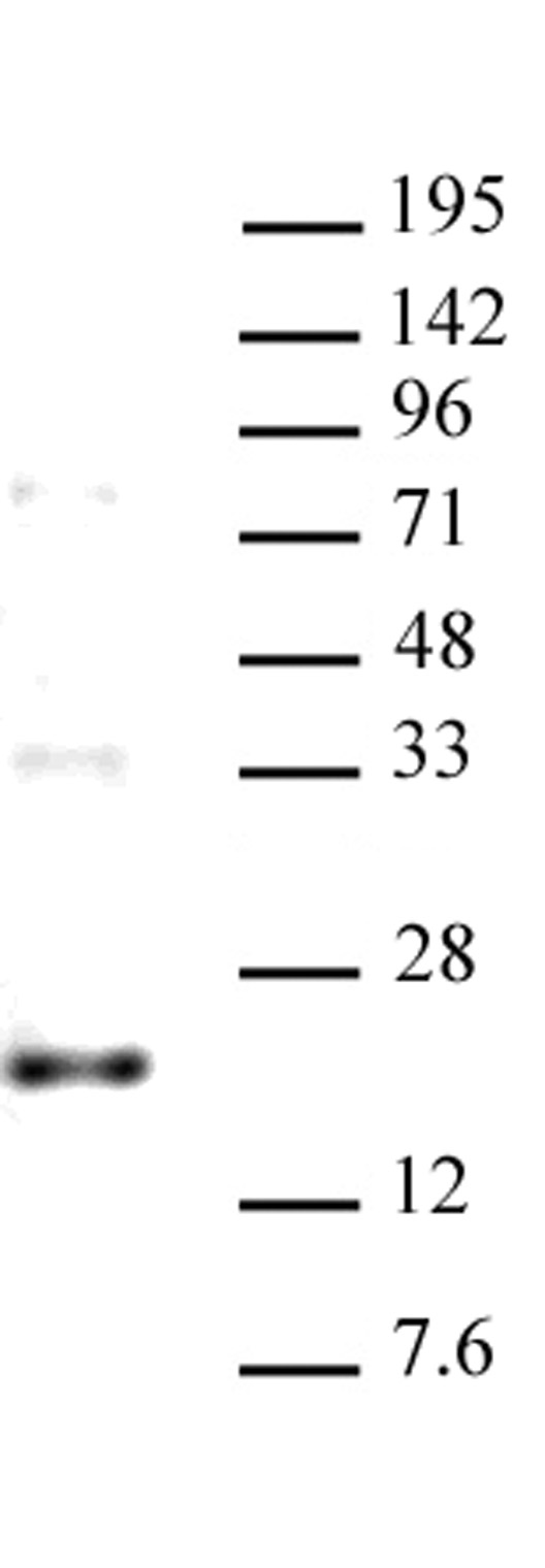 AbFlex Histone H3.3 antibody (rAb) tested by Western blot. 20 ug of HeLa cell nuclear extract was run on an SDS-PAGE gel and probed with 2 ug/ml AbFlex Histone H3.3 antibody. MW: 17 kDa