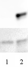 AbFlex Histone H3.3 antibody (rAb) tested by Western Blot Lane 1: 250 ng of Recombinant Histone H3.1 (Cat. #31294); Lane 2: 250 ng of Recombinant Histone H3.3 (Cat. # 31295). Proteins were run on SDS-PAGE, transferred to nitrocellulose and stained with Ponceau S (lower panel) or probed with AbFlex Histone H3.3 antibody (upper panel). The AbFlex antibody only detects, and is specific for, Histone H3.3 as seen by a band at 17 kDa. For optimal results, primary antibody incubations should be performed at room temperature. The addition of 0.1% Tween 20 to all Blotto solutions may also reduce background. Individual optimization may be required.