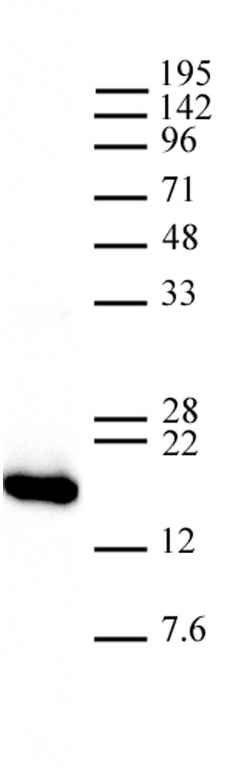 AbFlex Histone H3, C-term antibody tested by Western blot. 20 ug of HeLa nuclear extract* was run on SDS-PAGE and probed with AbFlex Histone H3, C-term antibody at 0.05 ug/ml.